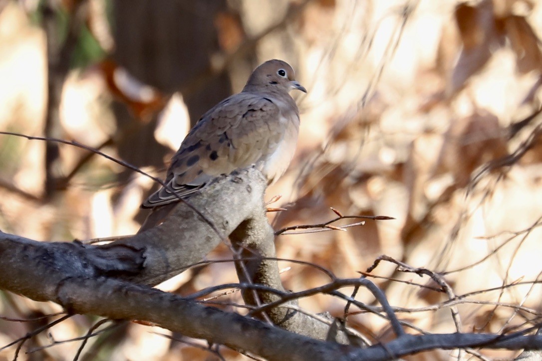 ナゲキバト - ML646259325