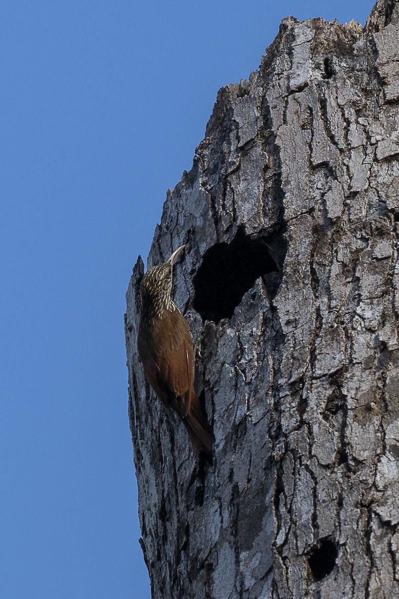 Streak-headed Woodcreeper - ML646259326