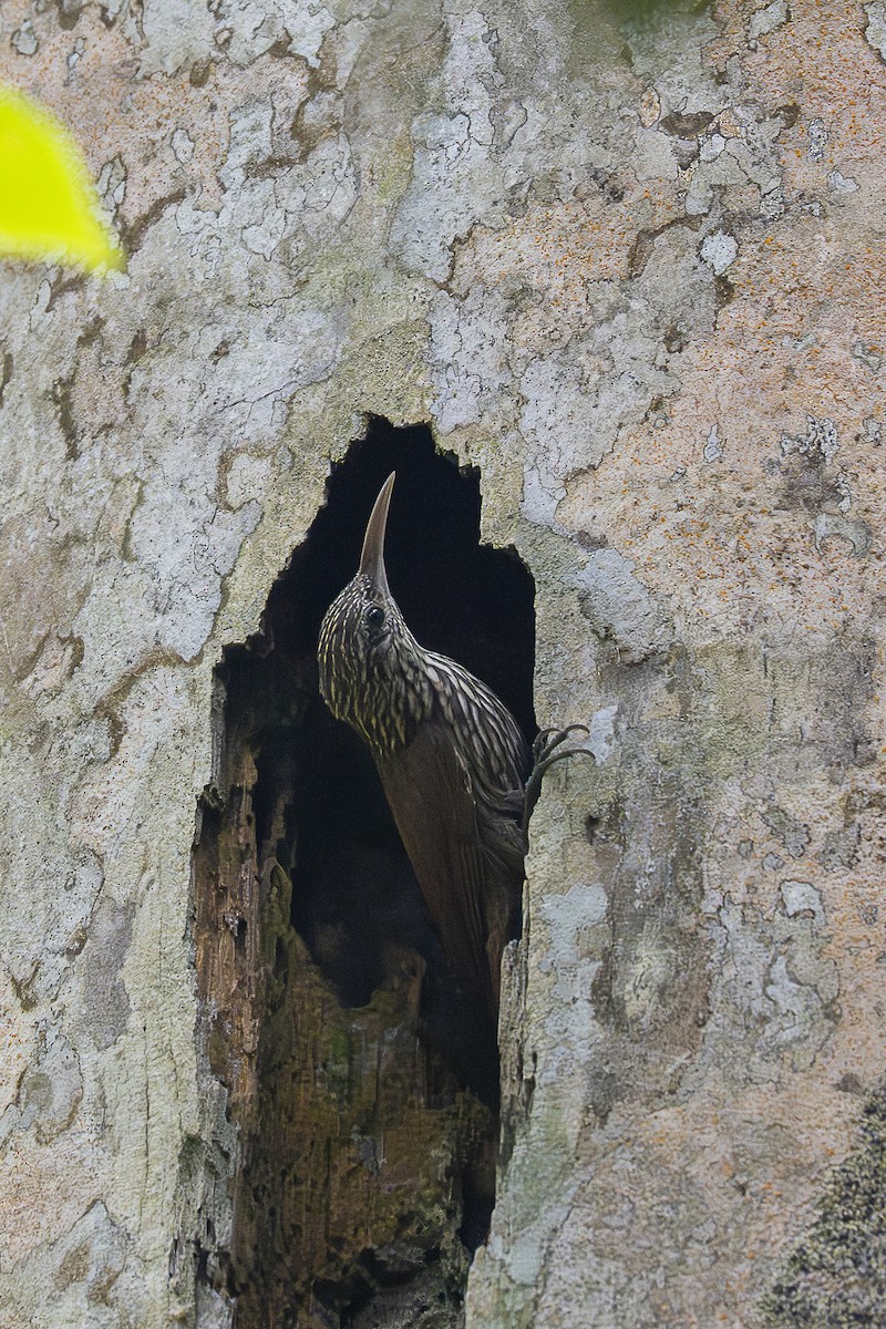 Streak-headed Woodcreeper - ML646259327