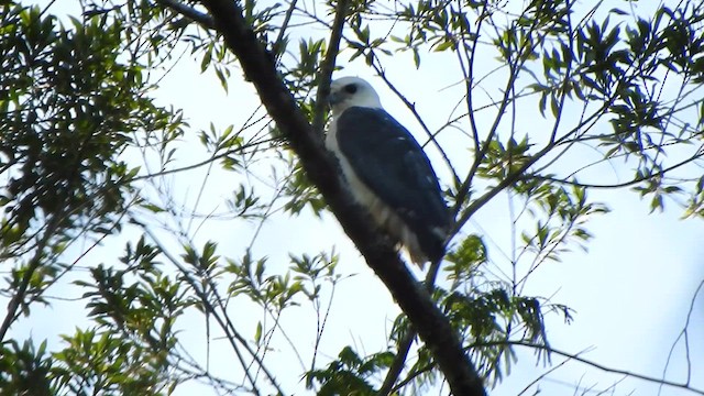 Mantled Hawk - ML646259333