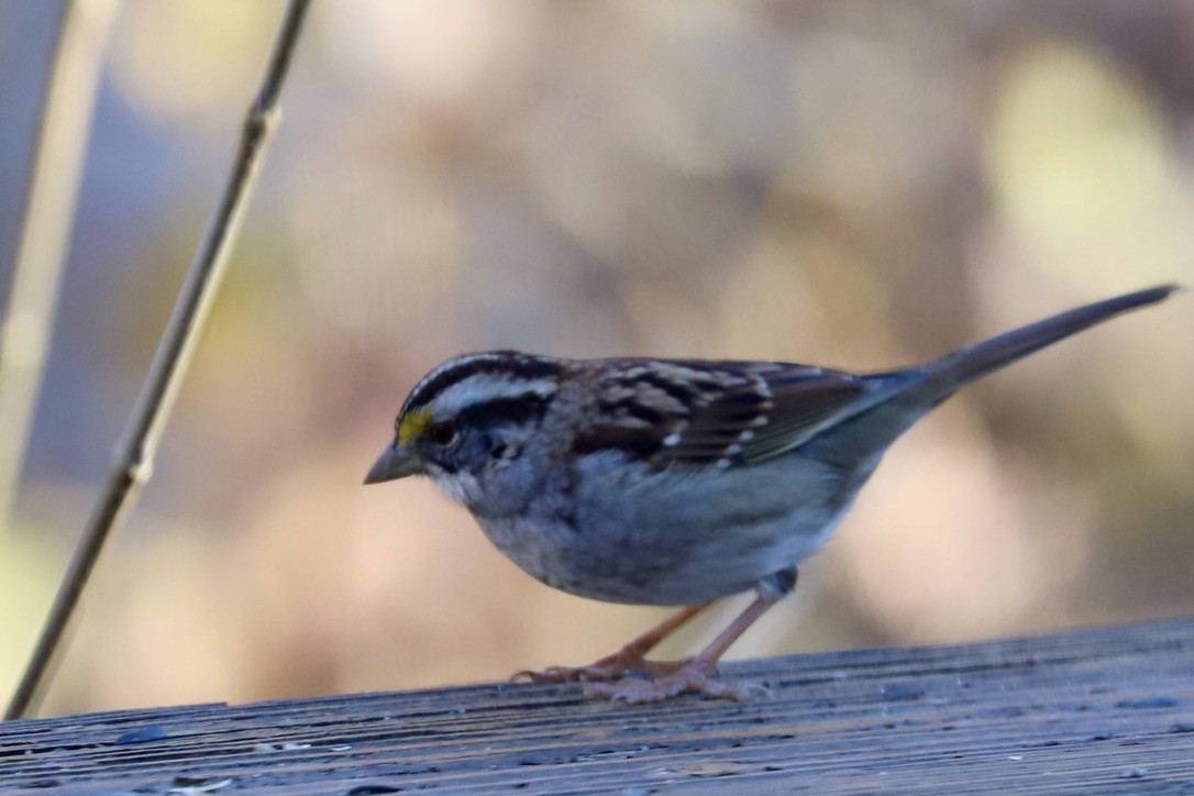 ノドジロシトド - ML646259339