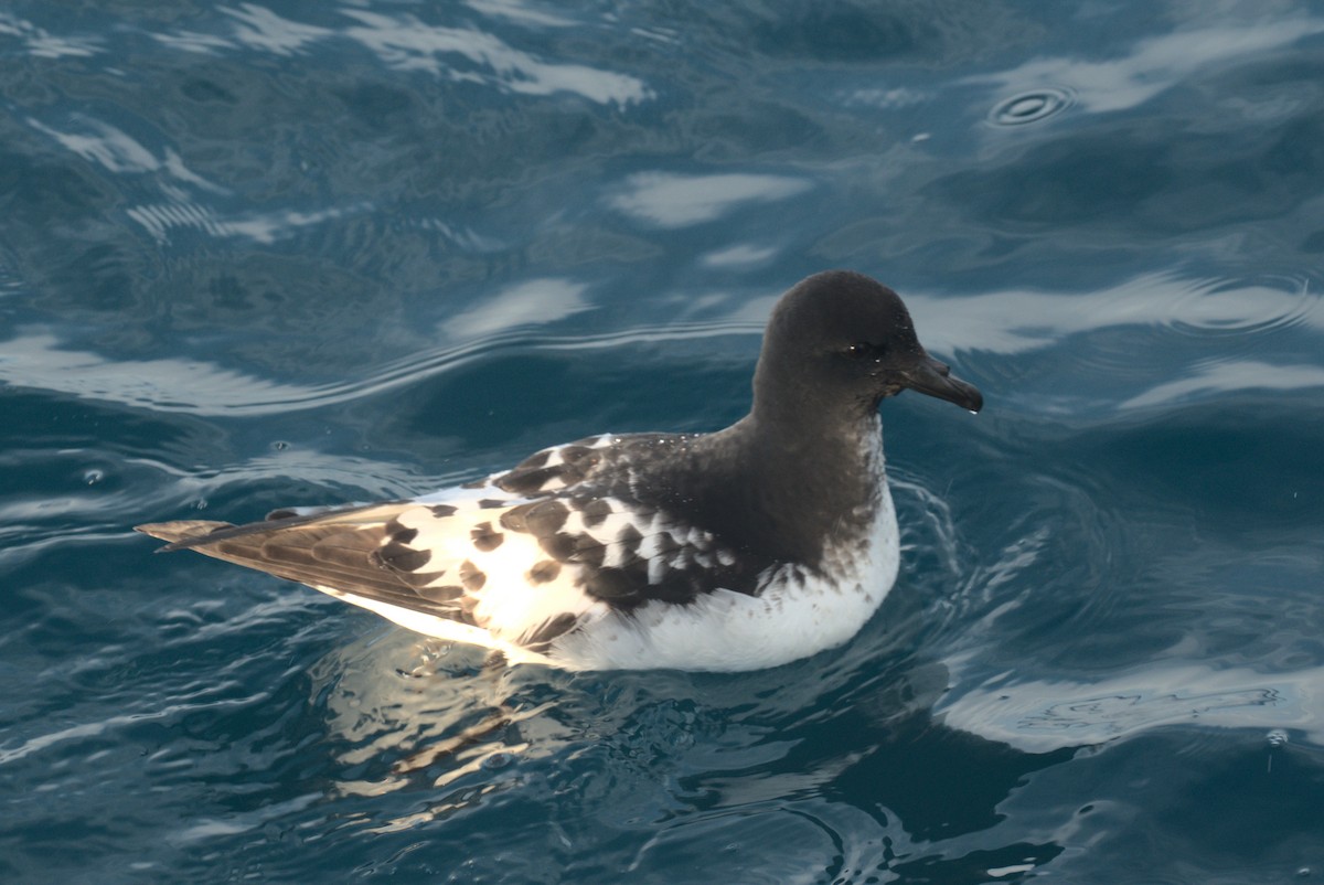 Pintado Petrel (Snares) - ML646259340