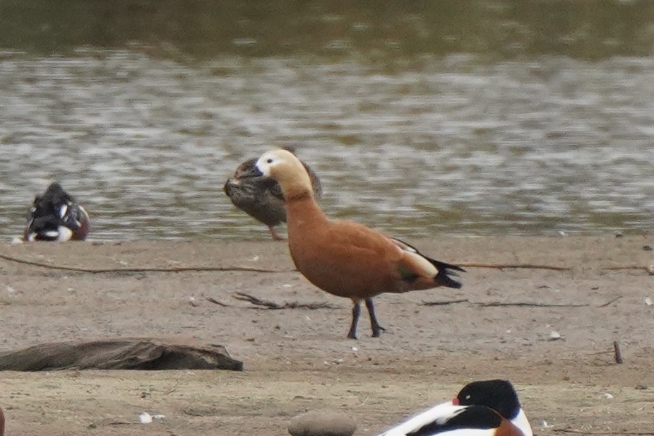 Ruddy Shelduck - ML646259342