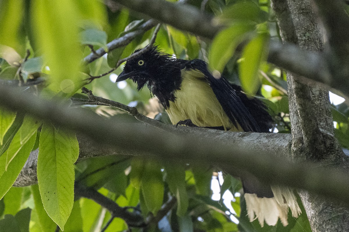 Black-chested Jay - ML646259345