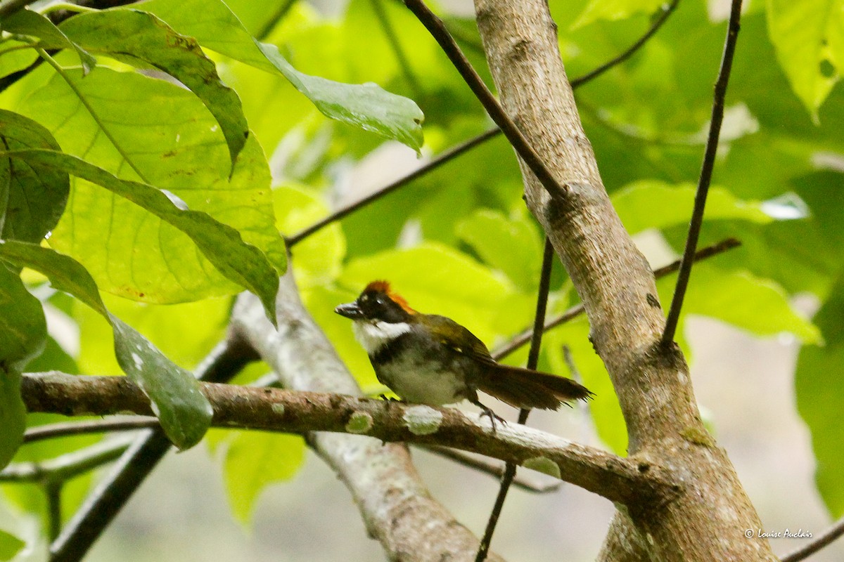 Chestnut-capped Brushfinch - ML646259348