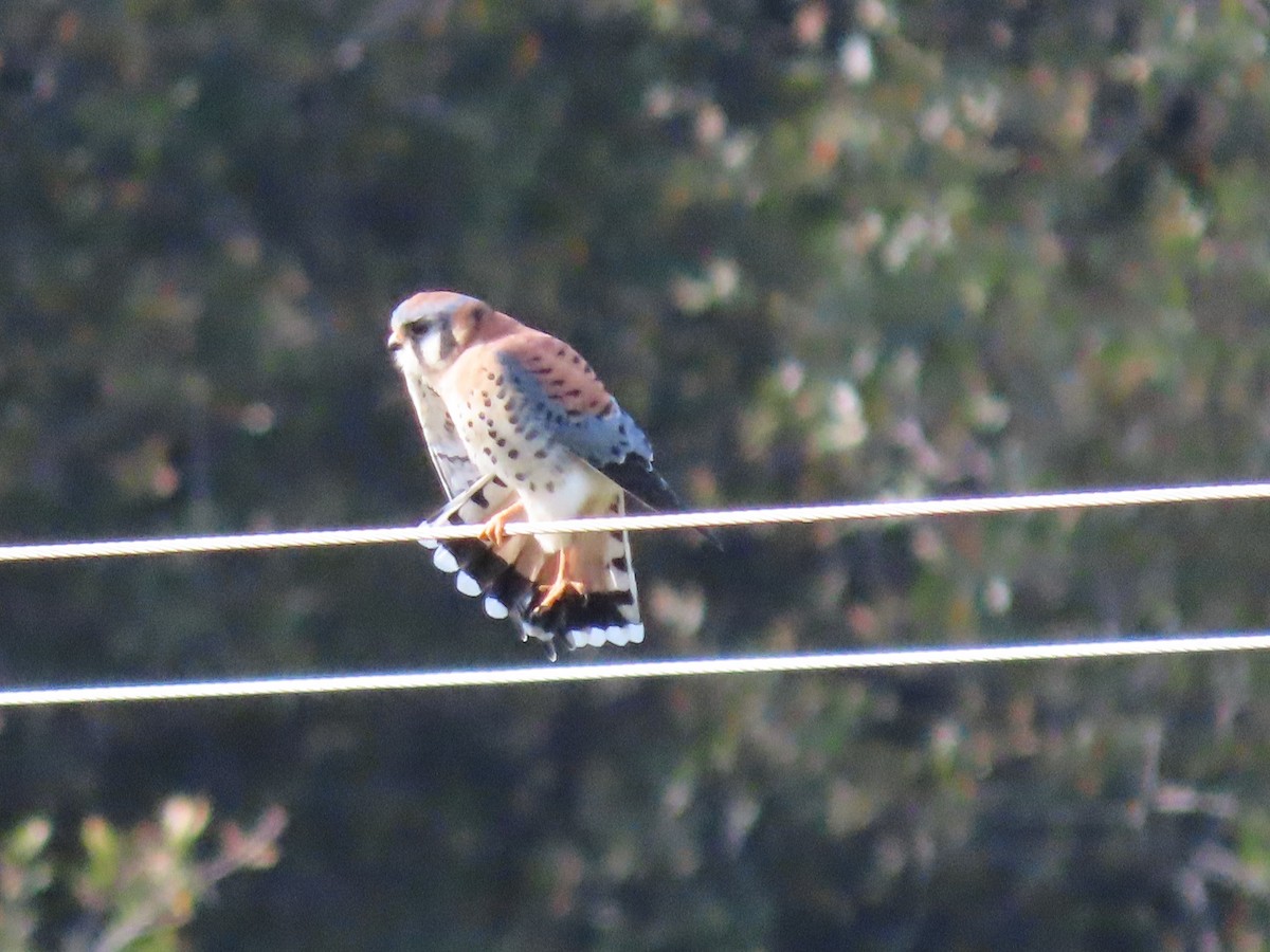 American Kestrel - ML646259353