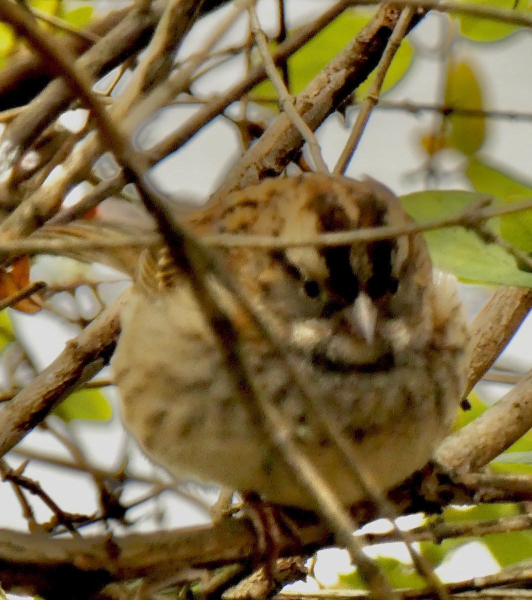 ノドジロシトド - ML646259354