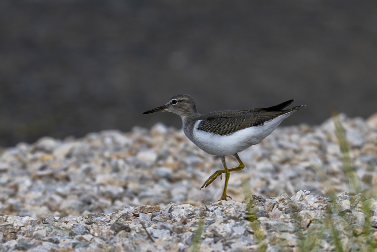 Spotted Sandpiper - ML646259361
