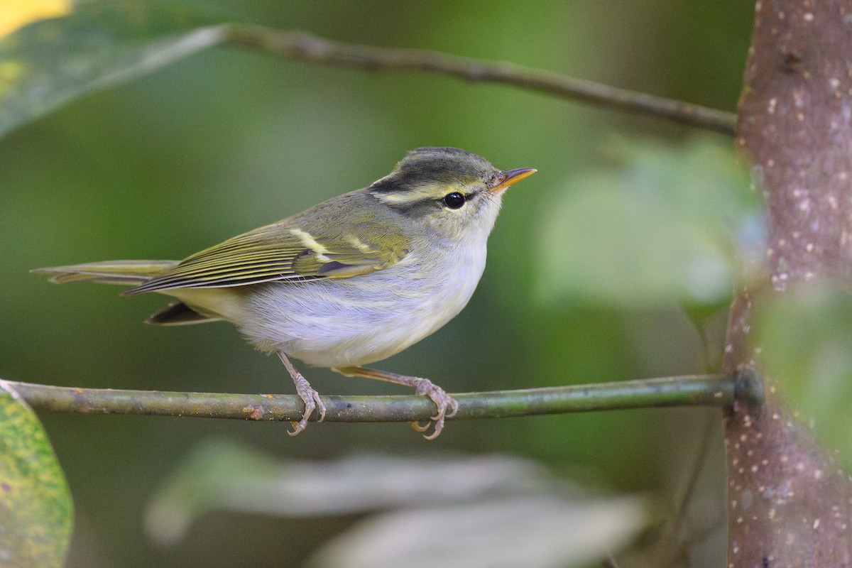 Claudia's Leaf Warbler - ML646259365
