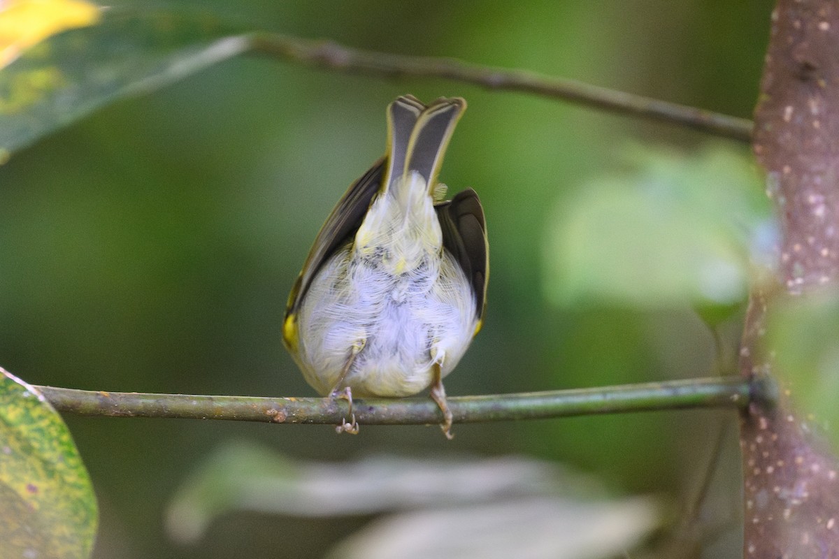Claudia's Leaf Warbler - ML646259366