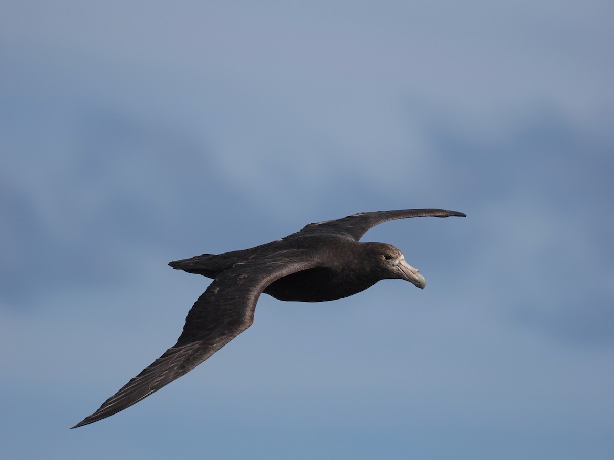 sørkjempepetrell - ML646259367