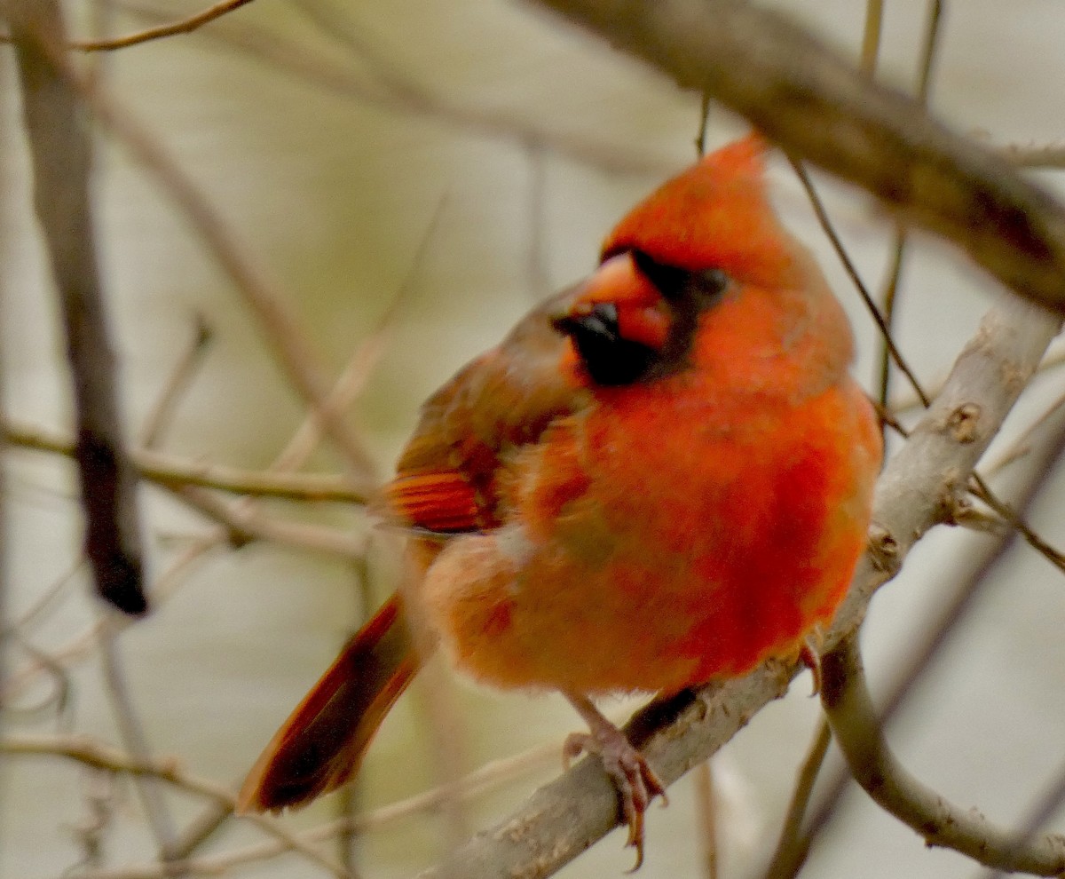 ショウジョウコウカンチョウ - ML646259371
