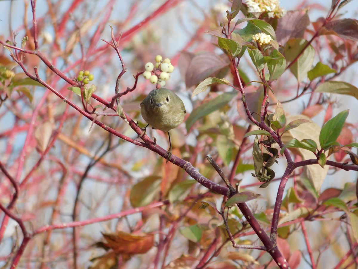 Rubingoldhähnchen - ML646259373