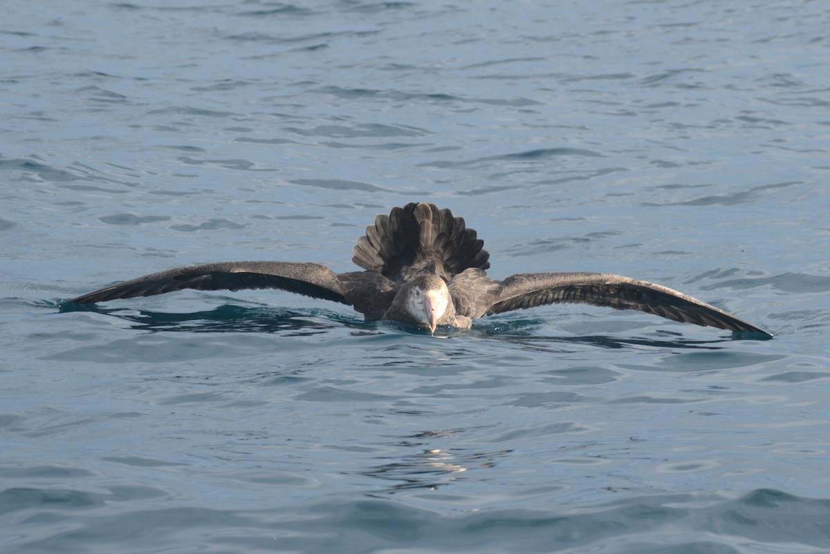 Northern Giant-Petrel - ML646259374