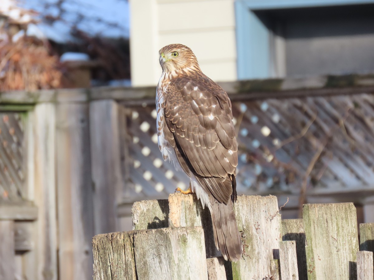 Cooper's Hawk - ML646259378