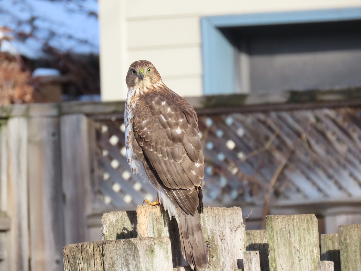 Cooper's Hawk - ML646259379