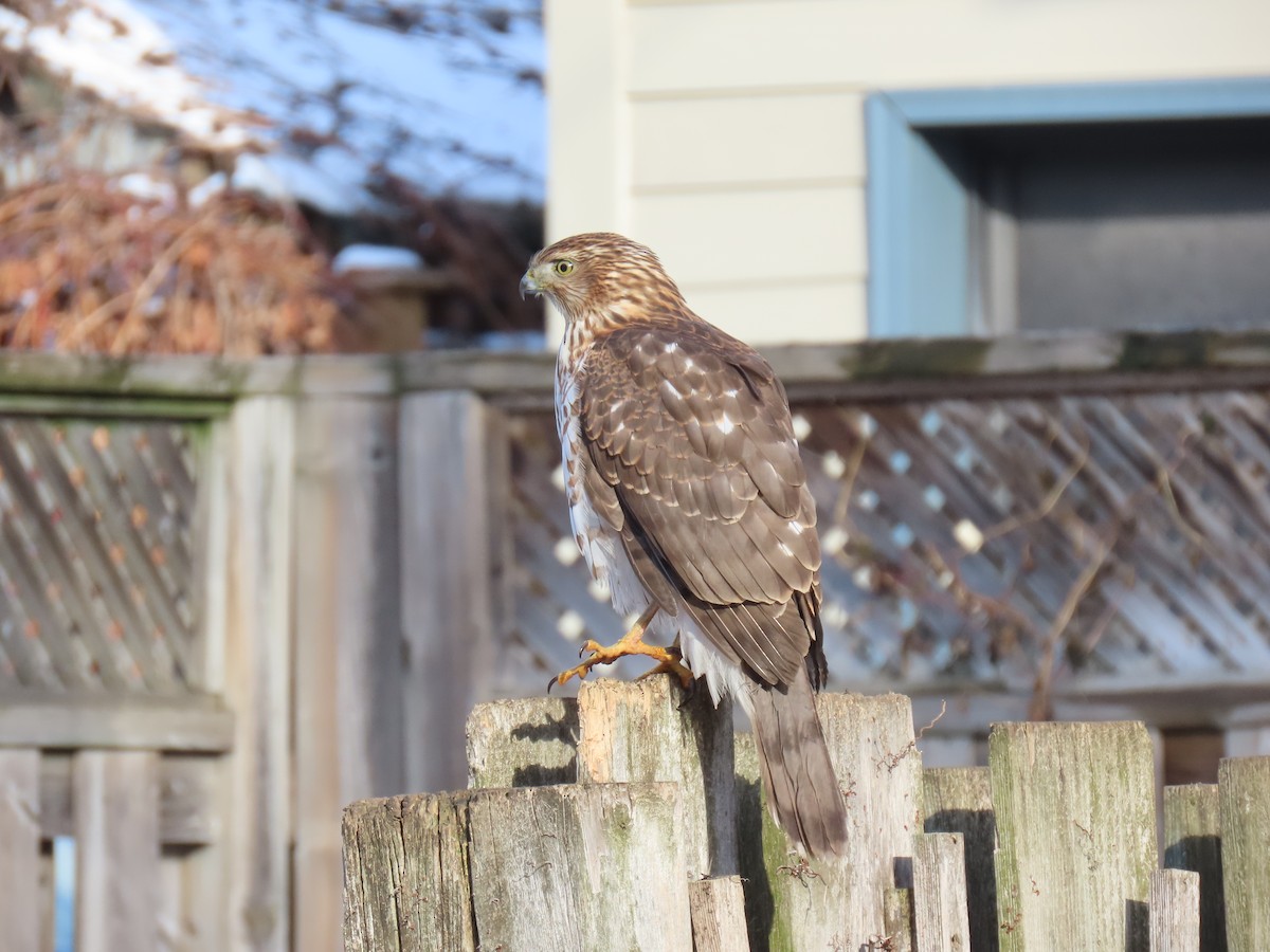 Cooper's Hawk - ML646259380