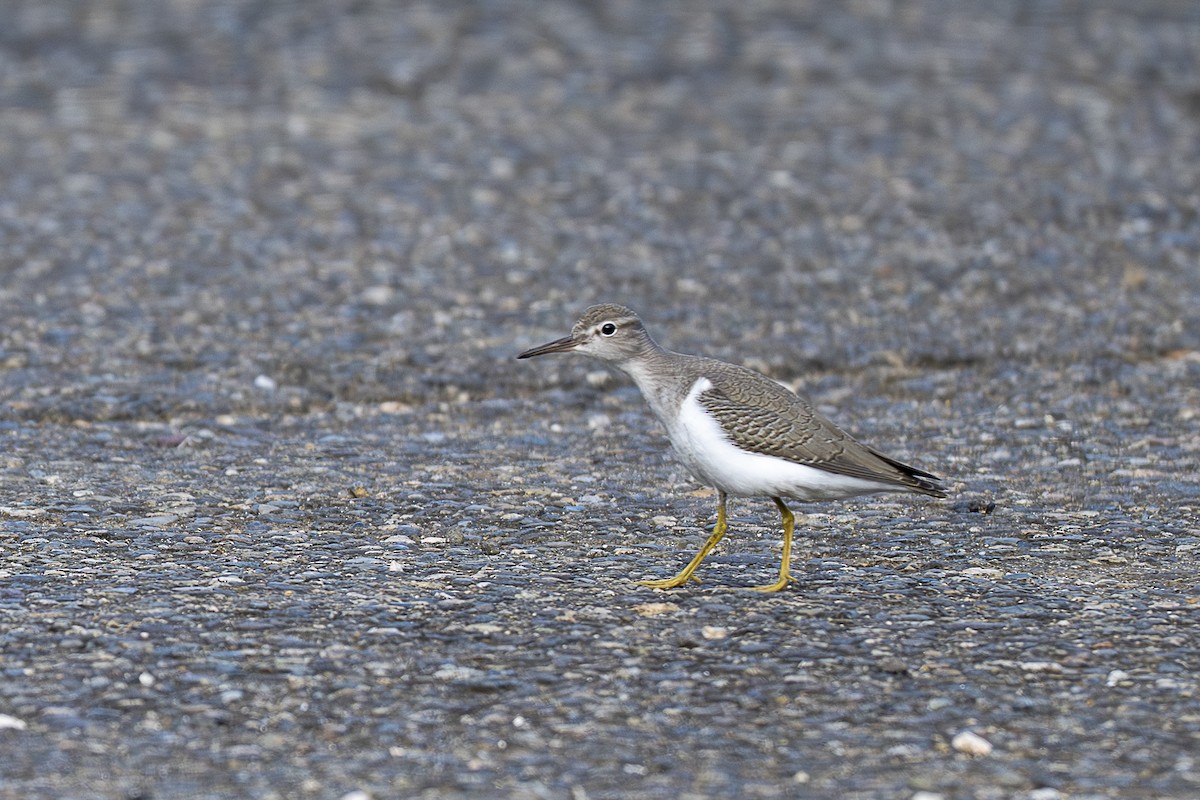 Spotted Sandpiper - ML646259381