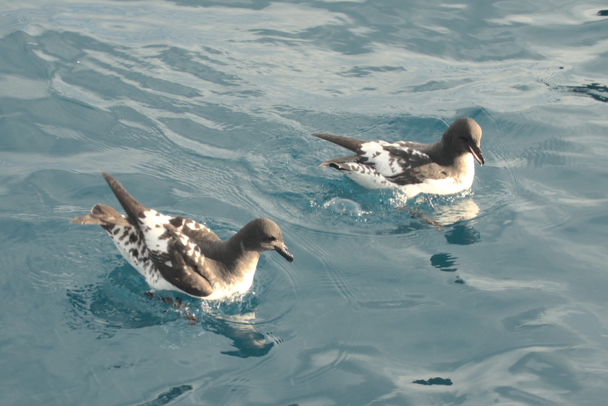 Pintado Petrel (Snares) - ML646259382