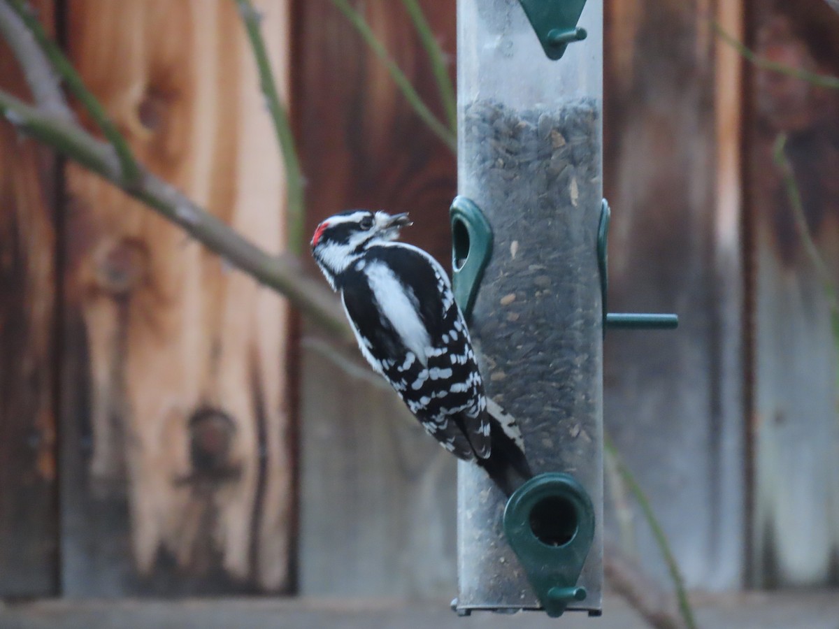 Downy Woodpecker - ML646259384