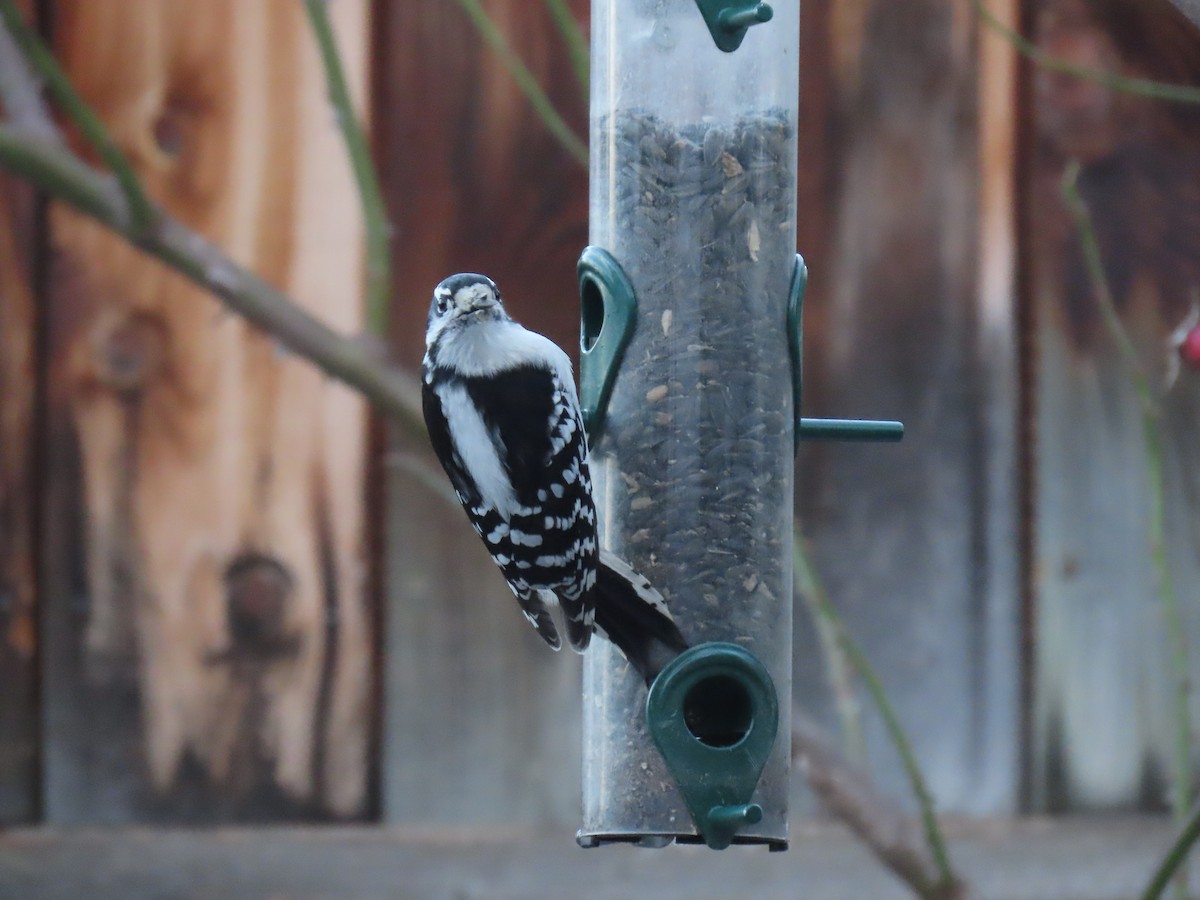 Downy Woodpecker - ML646259385