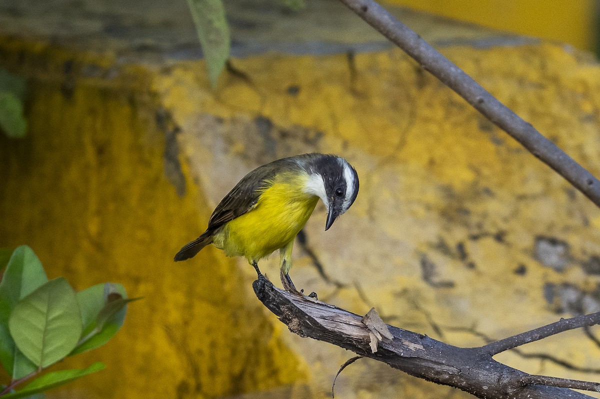 Rusty-margined Flycatcher - ML646259388