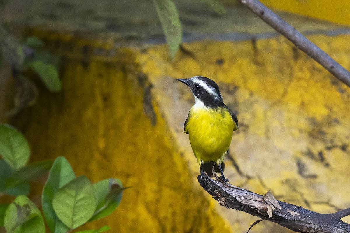Rusty-margined Flycatcher - ML646259389