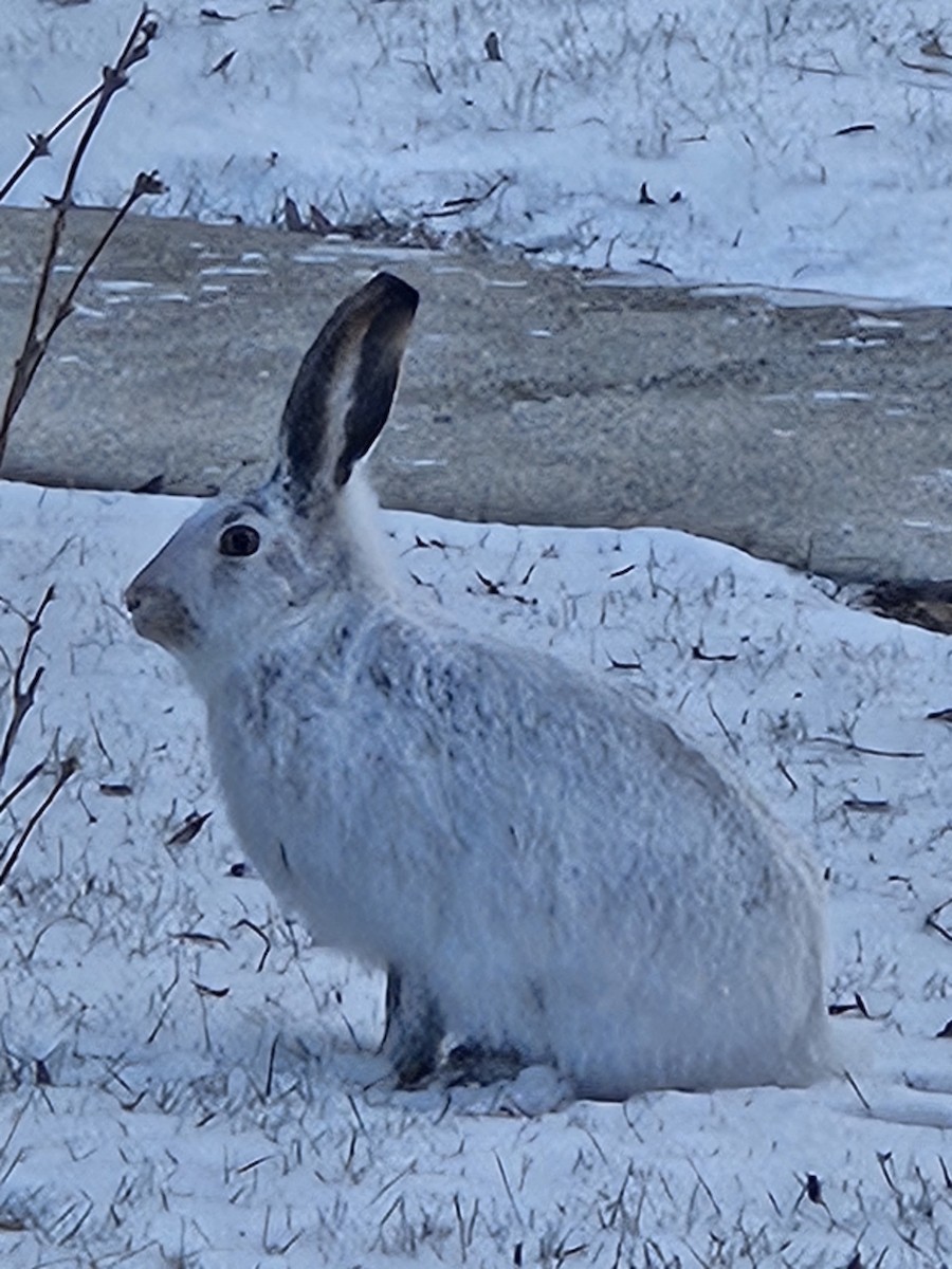 Mammals - ML646259390