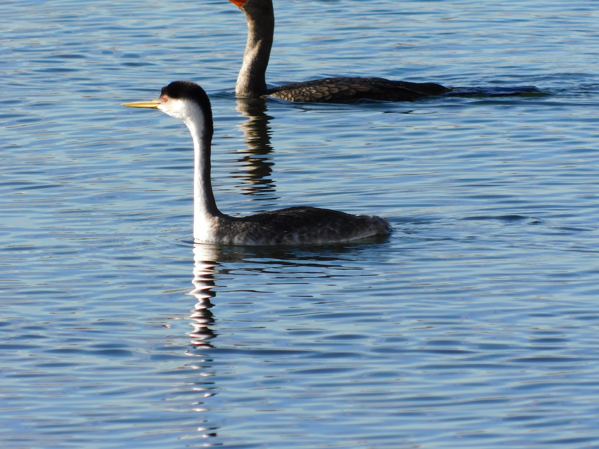 Western Grebe - ML646259395