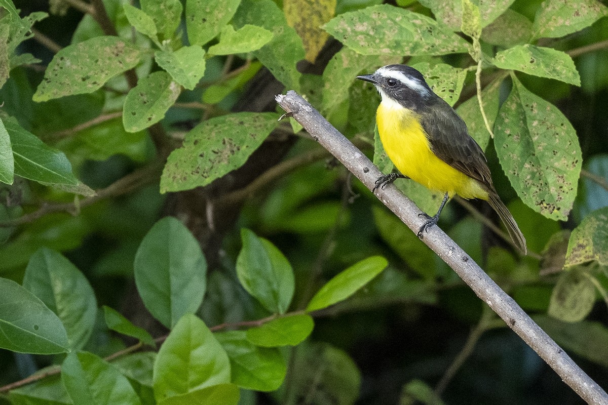Rusty-margined Flycatcher - ML646259397