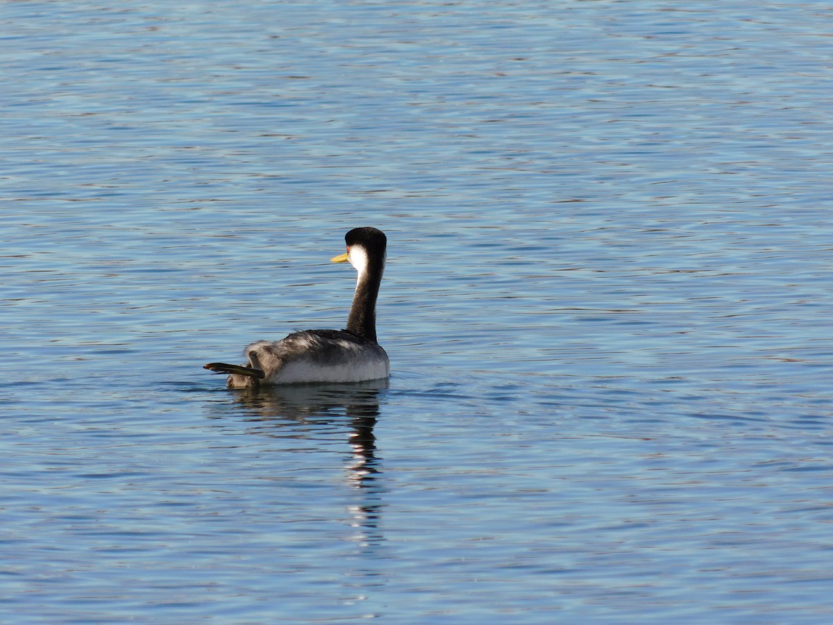 Western Grebe - ML646259398