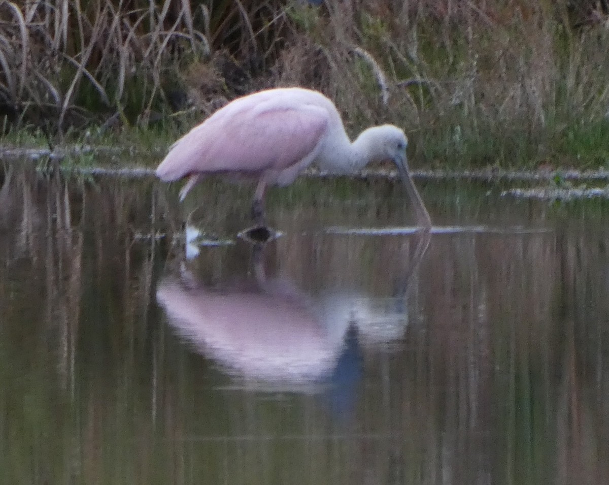 Roseate Spoonbill - ML646259399
