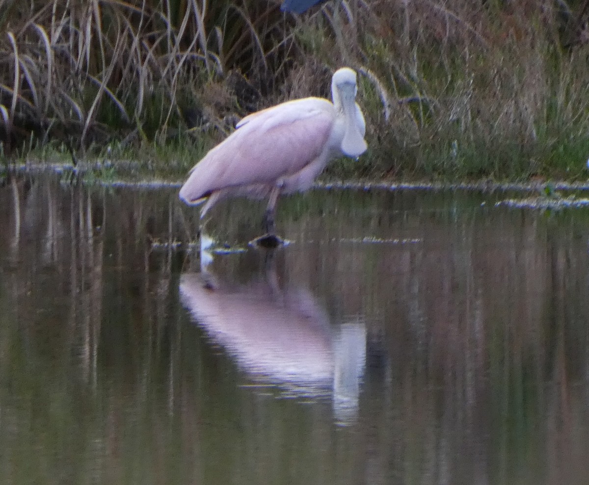 Roseate Spoonbill - ML646259400