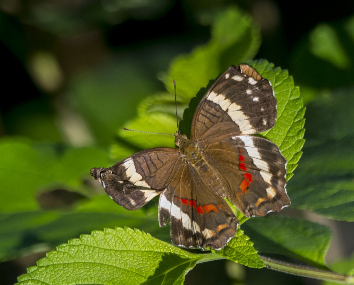 Animals - ML646259408