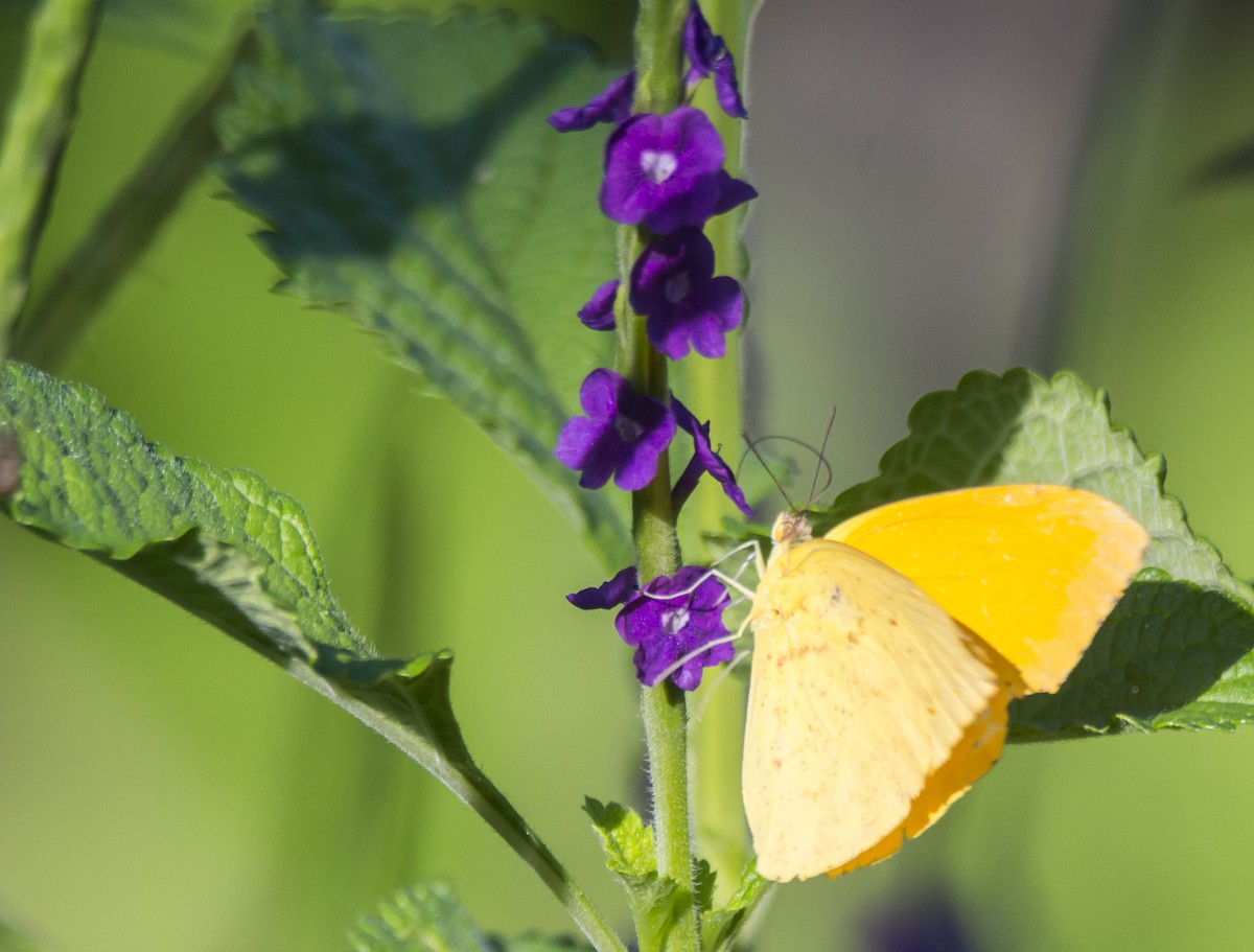 Animals - ML646259409