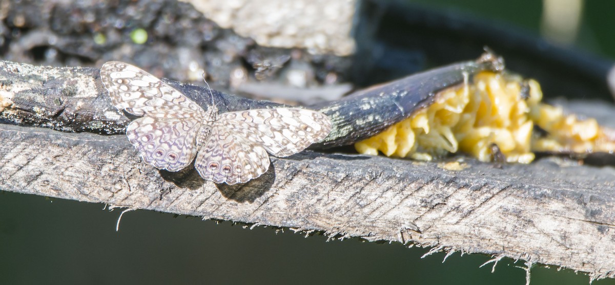 Animals - ML646259410