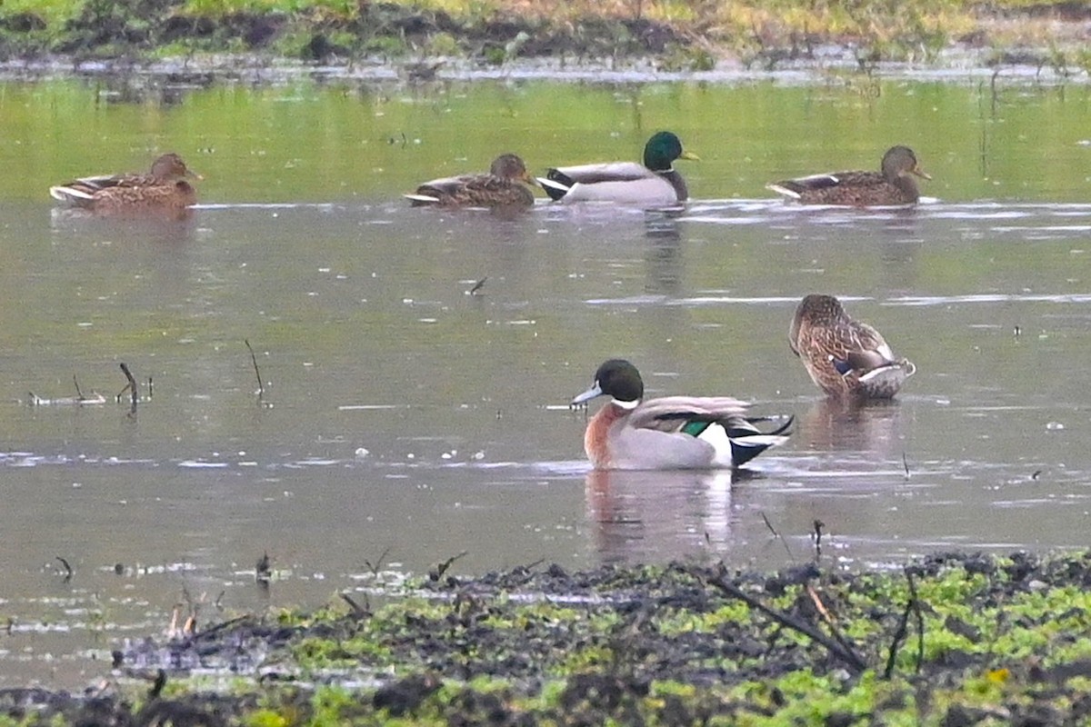 Mallard x Northern Pintail (hybrid) - ML646259411