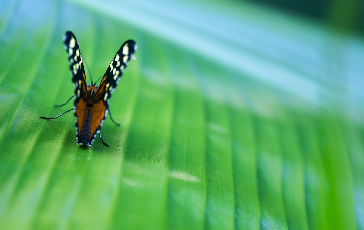 Animals - ML646259412