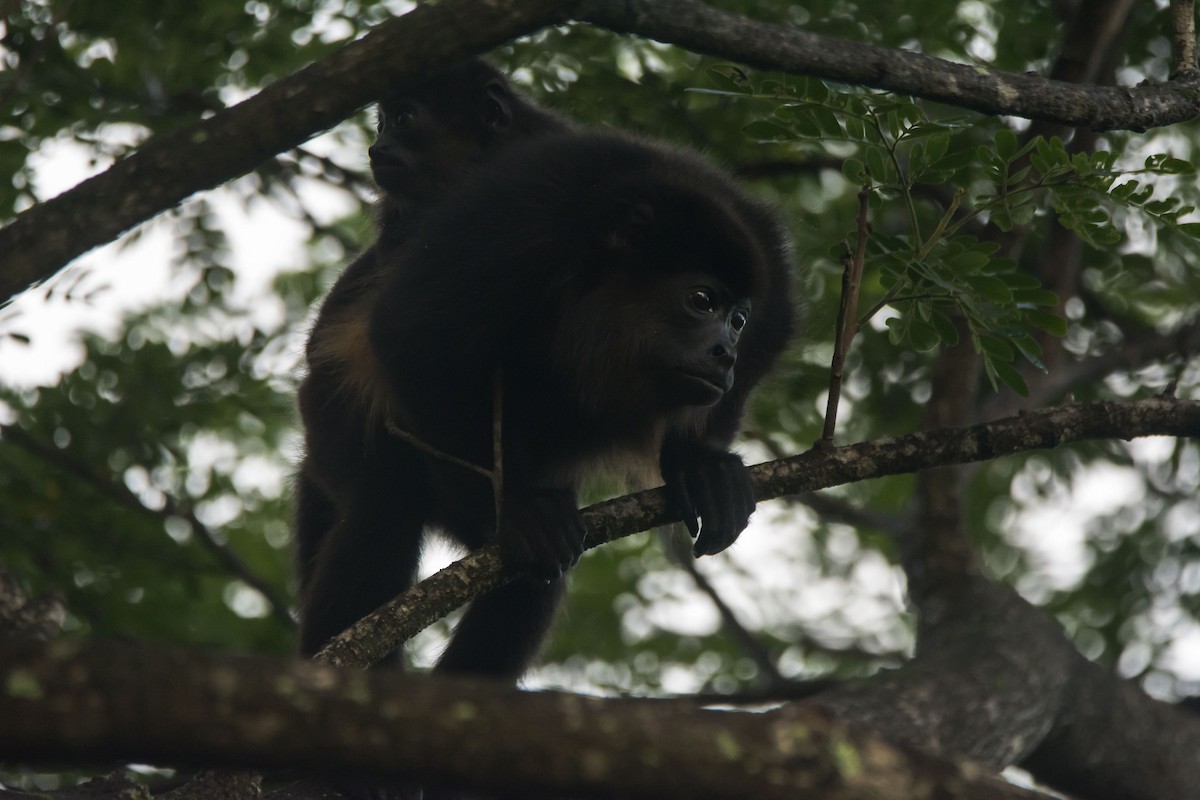 Animals - ML646259413