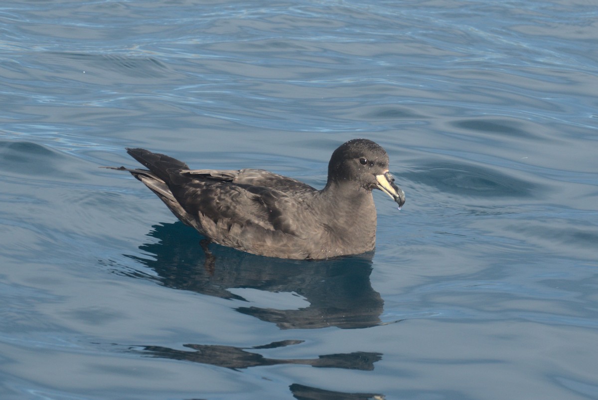 Westland Petrel - ML646259415
