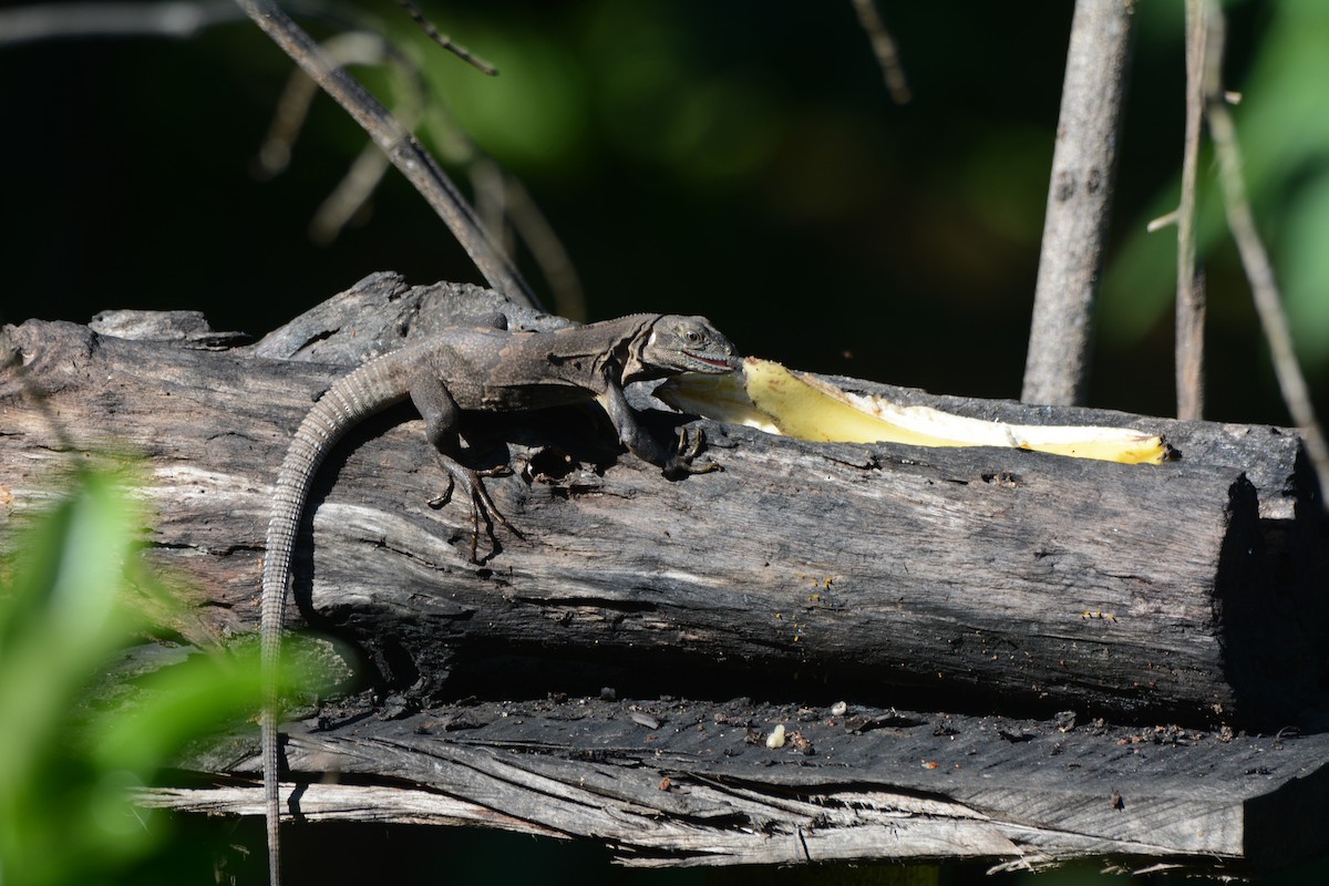 Animals - ML646259416