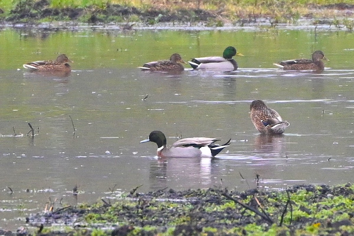 Mallard x Northern Pintail (hybrid) - ML646259418