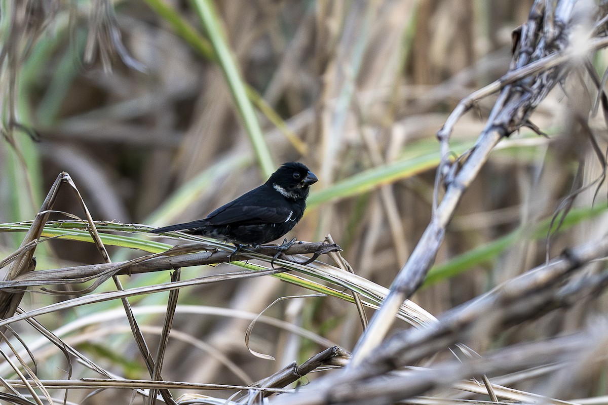 Variable Seedeater - ML646259419