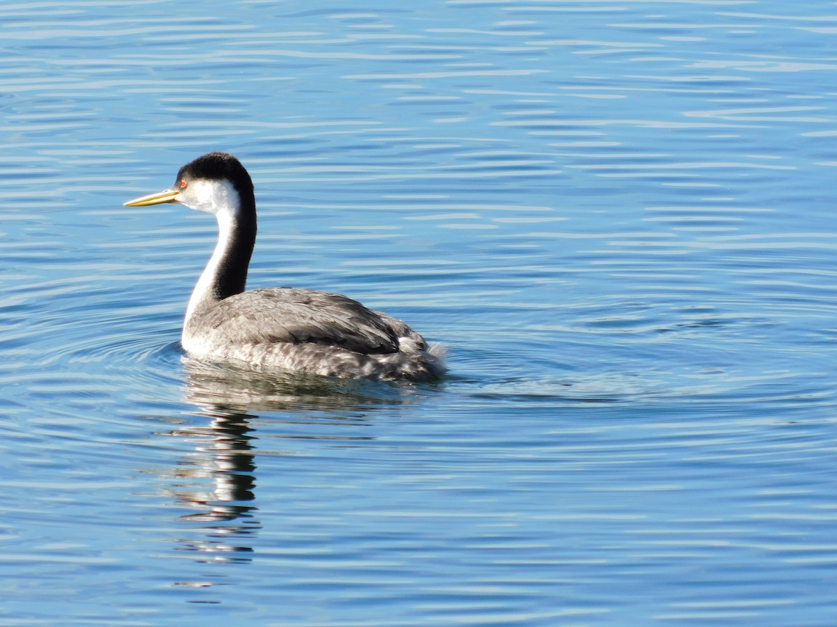 Western Grebe - ML646259423