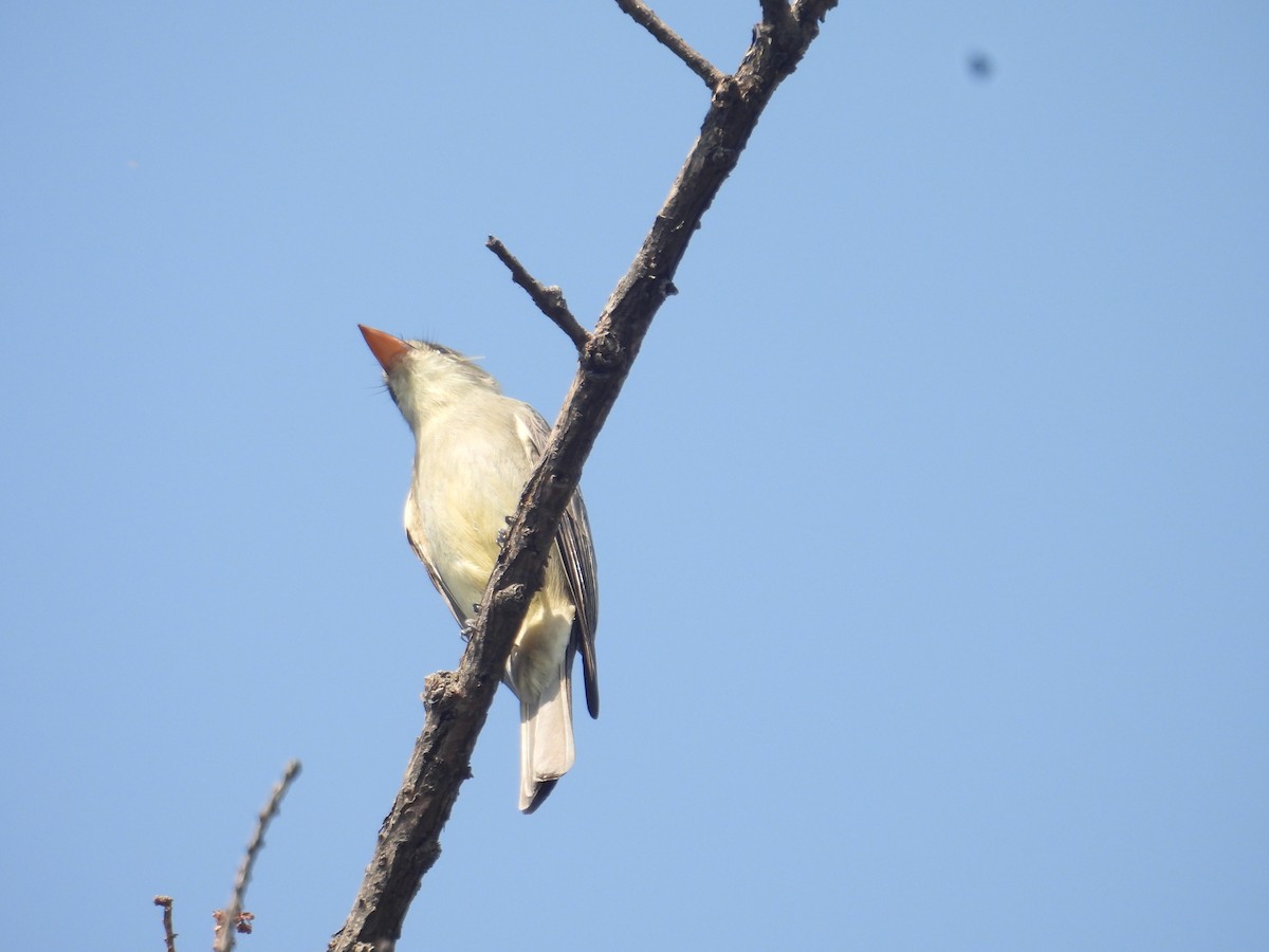 Піві великий - ML646259424