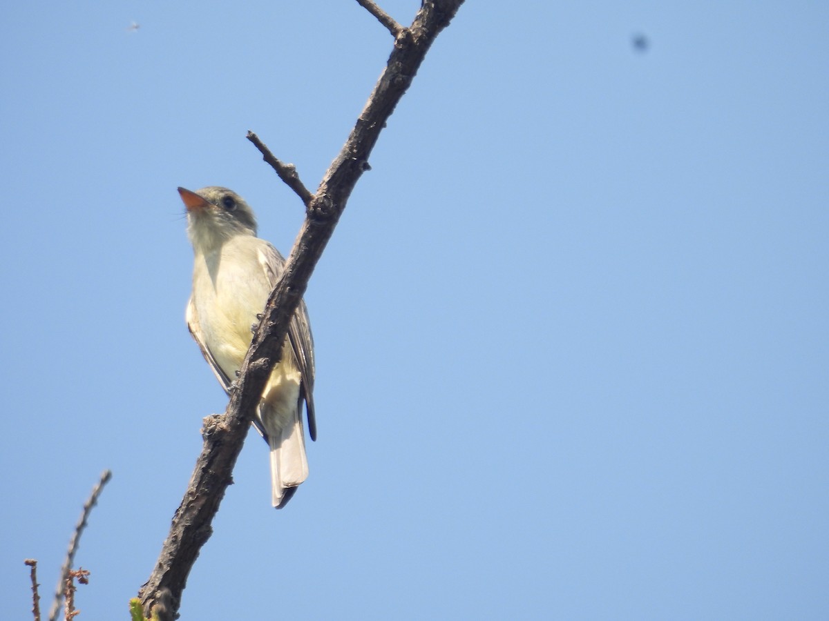 Піві великий - ML646259425