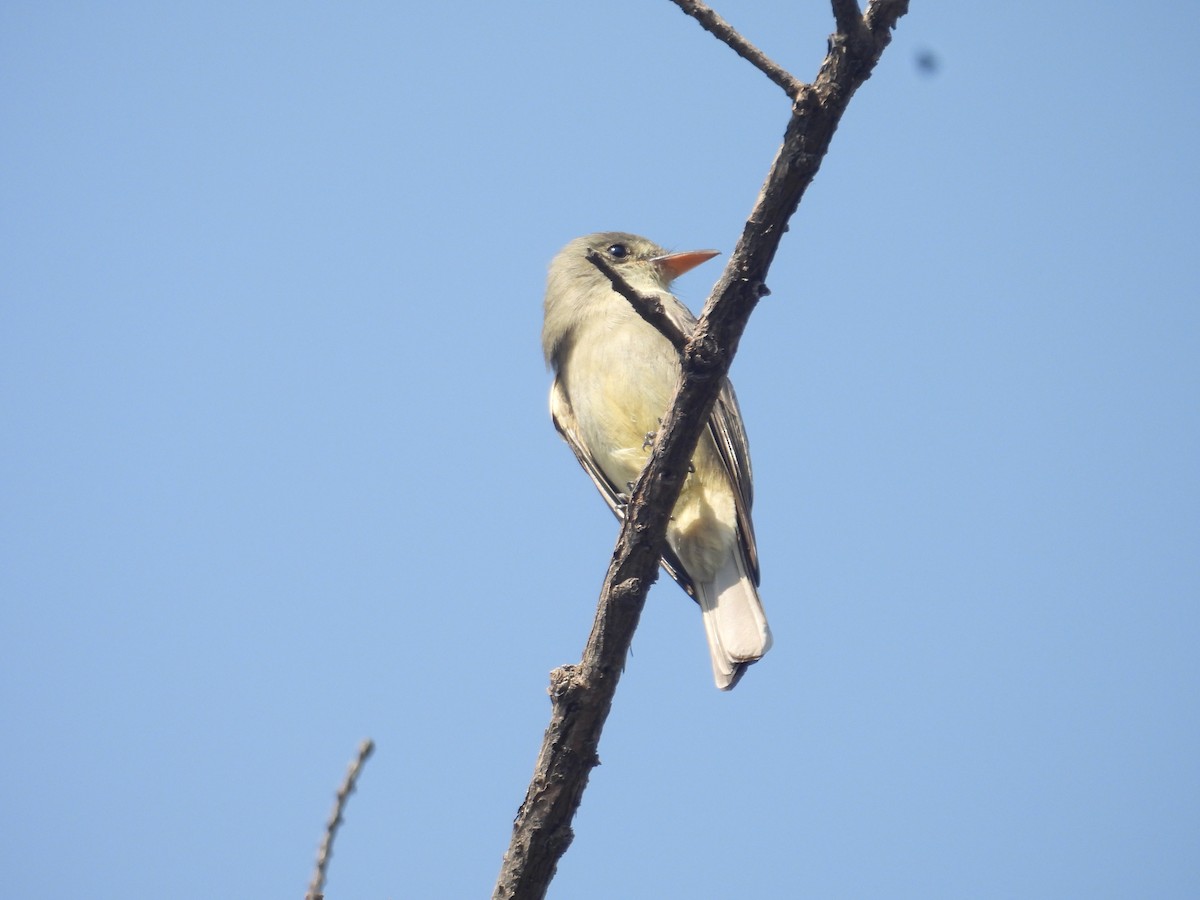 Піві великий - ML646259426