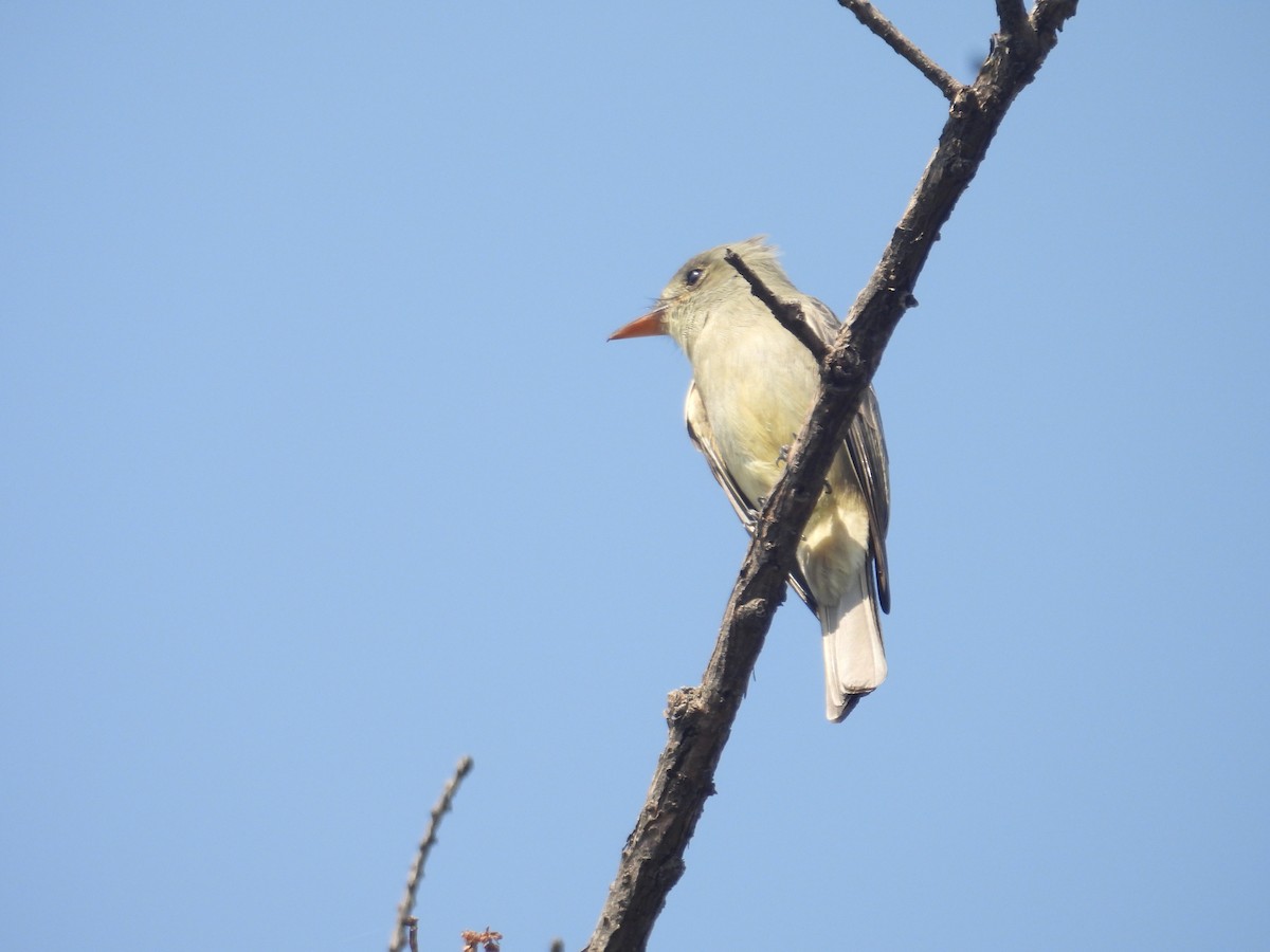 Піві великий - ML646259428