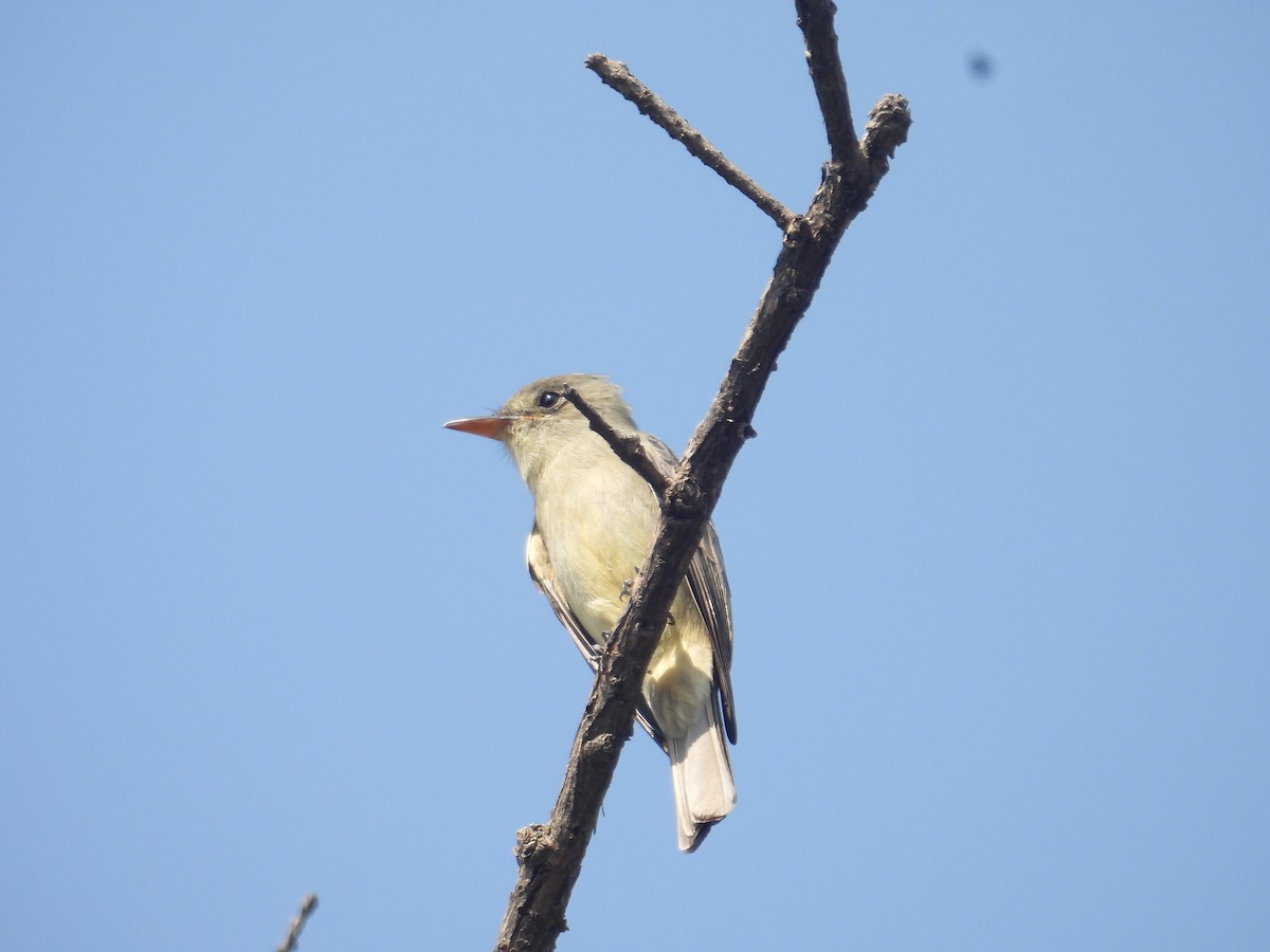 Піві великий - ML646259429