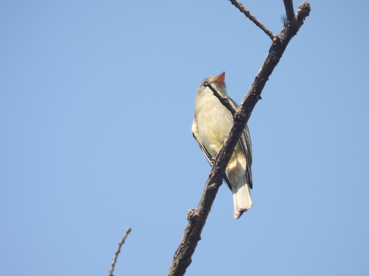 Піві великий - ML646259430